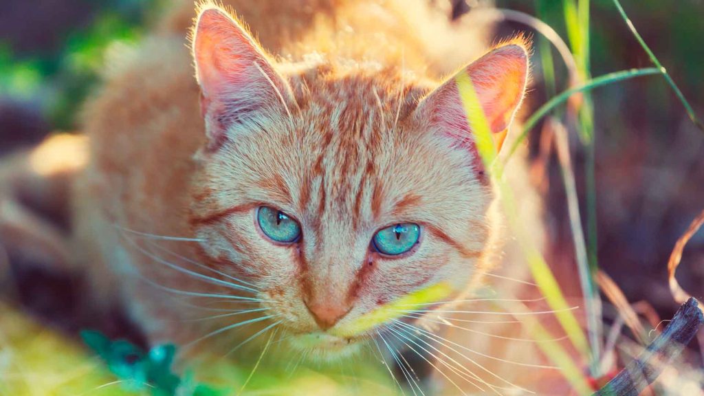 gato marcando territorio