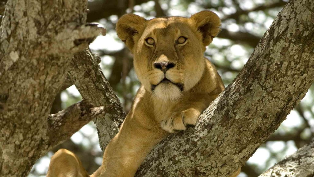 datos curiosos de los leones León-en-una-rama-de-árbol