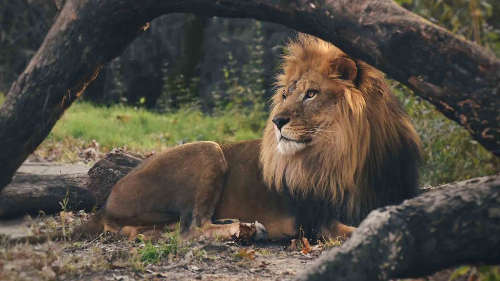 León-tumbado-en-un-árbol