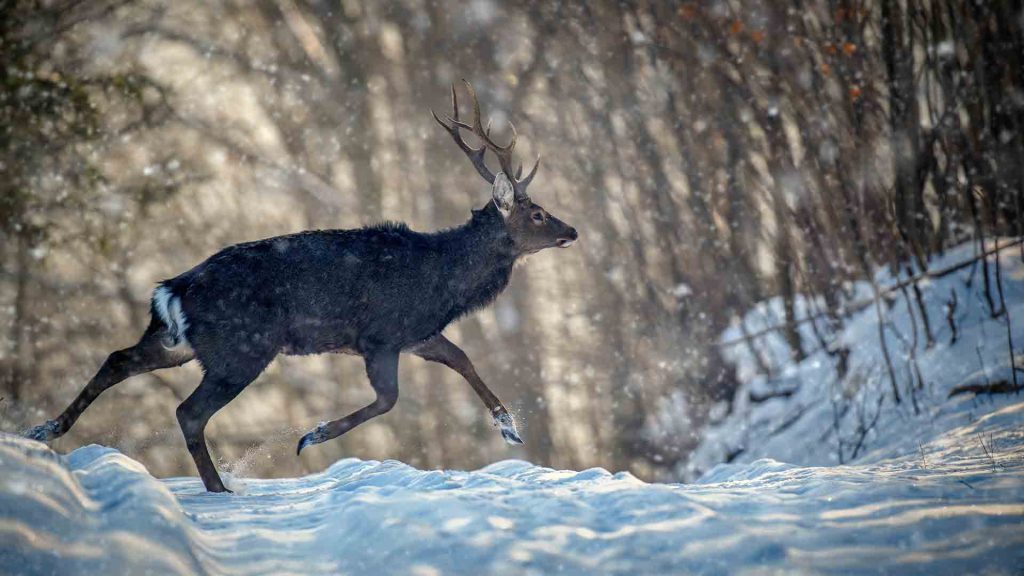 ciervo corriendo