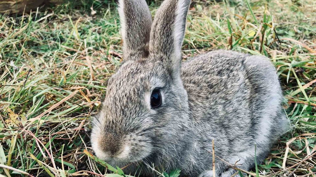 datos curiosos de los conejos