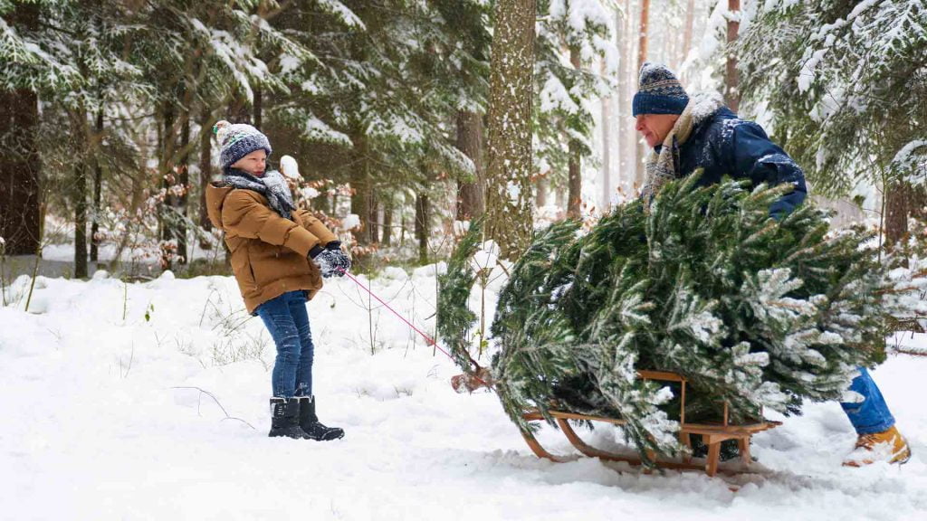 niño-tirando-de-un-trineo-con-un-árbol