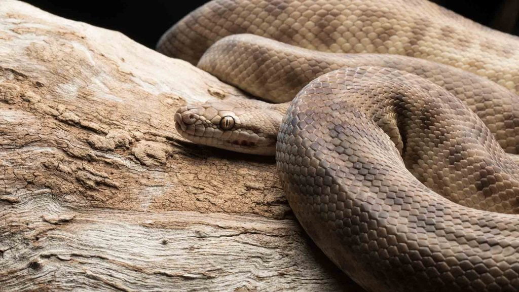 Datos curiosos de las serpientes