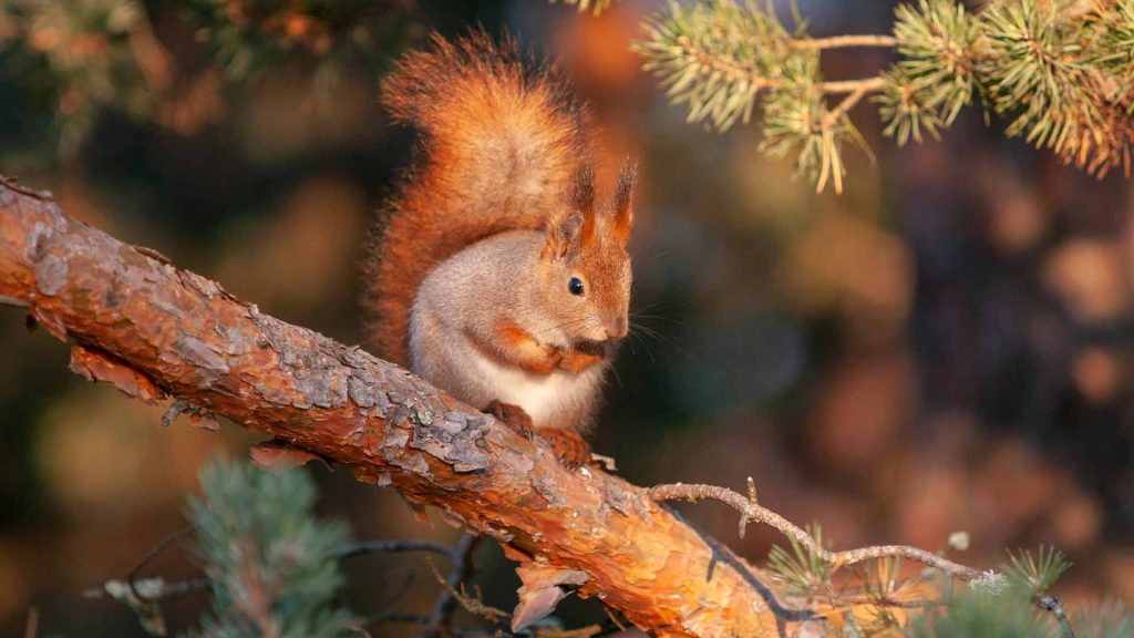 Ardilla-en-la-rama-de-un-árbol