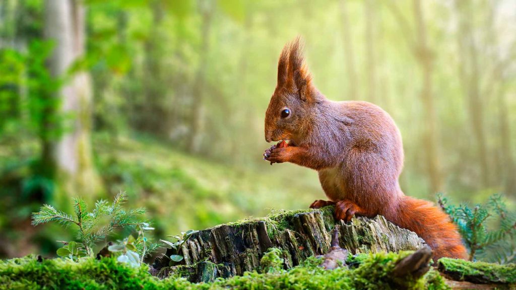 Ardilla comiendo una nuez