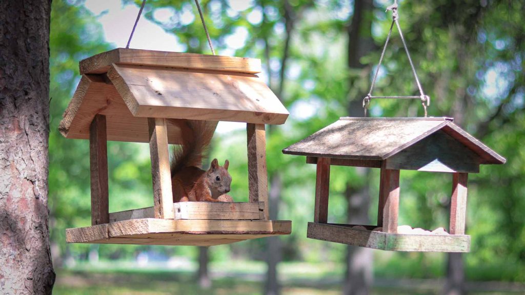 Ardilla en una casita de madera